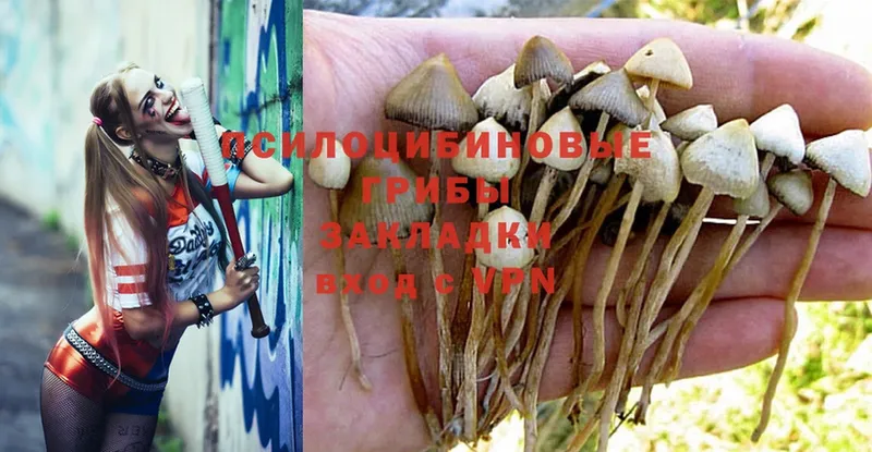 Галлюциногенные грибы Magic Shrooms  Новоалександровск 